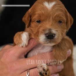 Goldendoodle Puppies from Yankee Doodles