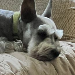 Jojo - Miniature Schnauzer