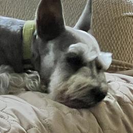 Jojo - Miniature Schnauzer