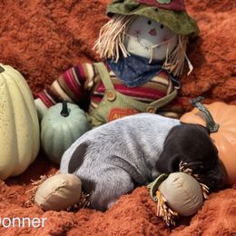 Donner - White and liver German Shorthaired Pointer puppy in Weeki Wachee, Florida from River Ridge GSP