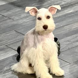 Scotty - White male Miniature Schnauzer puppy in Silver Creek, Mississippi from Mamie’s Minis, LLC
