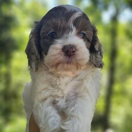 Orange Female - Brown and white female Cockapoo puppy in Mocksville, North Carolina from Hunting Creek Farms