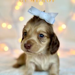 Gumdrop(2800) - Cream female Dachshund puppy in Augusta, Arkansas from Savvy-Dee's Dachshunds