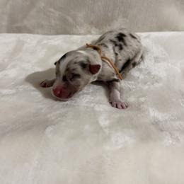 Girl 1 - female Australian Shepherd puppy in Dundee, Ohio from Aussies Of Circle H