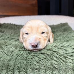 Ciro - Cream male Dachshund puppy in Washburn, Tennessee from Clinch Mountain Dachshunds