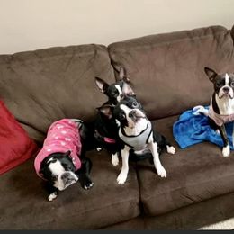 Boston Terriers from Best Friend Bostons