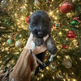 Grey - Black and red male German Shepherd puppy in Canton, Texas from WILDWOOD GERMAN SHEPHERDS