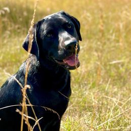 Kaya - Labrador Retriever