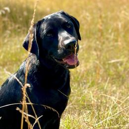 Kaya - Labrador Retriever