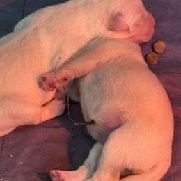 Labrador Retriever Puppies from Gathering Branch Labradors