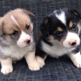 American Corgis and Pembroke Welsh Corgis from Hidden View Farm