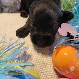 Sparkle AKC - Black female Miniature Schnauzer puppy in Las Vegas, Nevada from Byrd's House