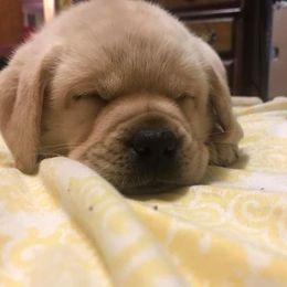 Labrador Retriever Puppies from True Grit Kennels