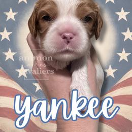 Yankee - Blenheim male Cavalier King Charles Spaniel puppy in Ammon, Idaho from Ammon Acres Cavaliers