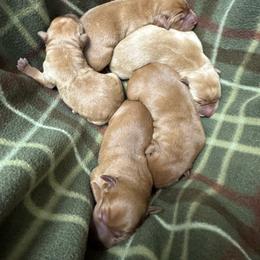 Girl 1 - Yellow female Labrador Retriever puppy in Wardensville, West Virginia from Sager’s Labrador Puppies