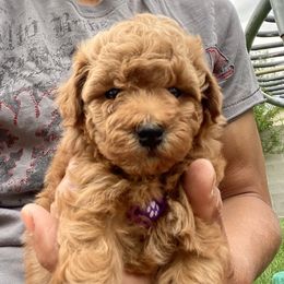Poodle Puppies from Kinderpoodlesutah