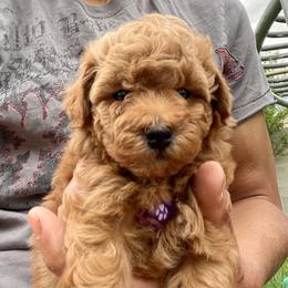 Poodle Puppies from Kinderpoodlesutah