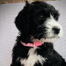 Girl 3 - Black and white Bernedoodle puppy in Jamestown, Tennessee from Yellow Cliff Doodles