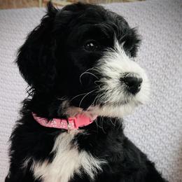 Girl 3 - Black and white Bernedoodle puppy in Jamestown, Tennessee from Yellow Cliff Doodles