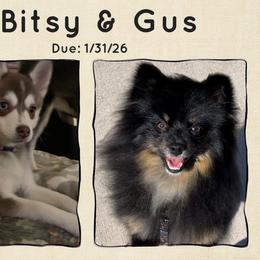 Pomsky puppies from My Half Pint Pups