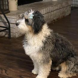 Aussiedoodle Puppies from Brambleberry Doodles