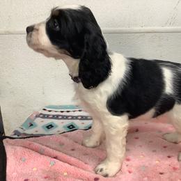 Girl 5 Purple collar - English Springer Spaniel puppy from Stratton Spaniels