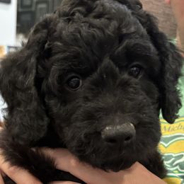 Midnight - Black and white male Aussiedoodle puppy in Bon Aqua, Tennessee from Adorable Aqua AussieDoodles