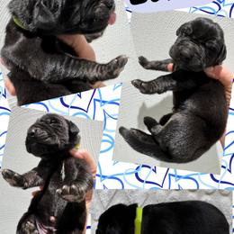 Euros - Brindle male Great Dane puppy in Wellsville, New York from Prophecy Danes