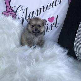 Wolf sable girl - Wolf sable female Pomeranian puppy in Taylor, Texas from Regal Poms