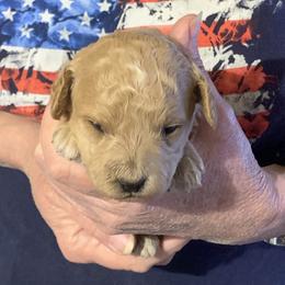 Bullet - Apricot male Goldendoodle puppy in Haddam, Kansas from Golden B Acres