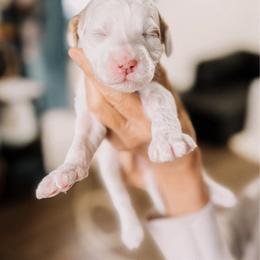 Snow - Parti female Goldendoodle puppy in Lakeland, Florida from Rolling Oak Doodles