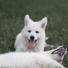 Berger Blanc Suisse Puppies from Moro Shepherds