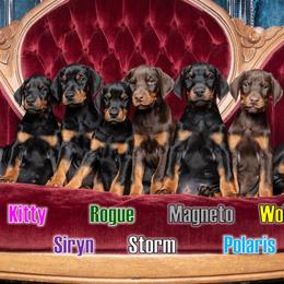 Doberman Pinscher puppies from Lorelei Legends
