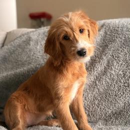 Girl 4 - female Goldendoodle puppy in Ball Ground, Georgia from Skye Blue Goldendoodles