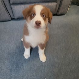 Twitty - Red tri-color male Australian Shepherd puppy in Oak Ridge, Missouri from Myers Farm Aussies