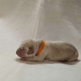 Dilute Retriever and Labrador Retriever Puppies from LC Hunting Labs, LLC.
