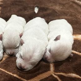 Felix - White male West Highland White Terrier puppy in Ridgeway, Virginia from Rivers Bend Westies
