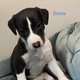Whippet Puppies from Infinity Whippets