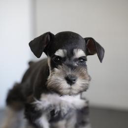 Miniature Schnauzer Puppies from Snowflake Schnauzers