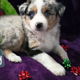 Darby(Goose) - Blue merle female Australian Shepherd puppy in Smithfield, Utah from Invictus Farms