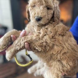 Goldendoodle Puppies from FurEver Friends Doodles
