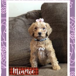Aussiedoodle, Bernedoodle, and Poodle Puppies from Megan’s Spoiled Standards
