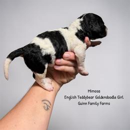 Mimosa English Teddybear - Parti female Goldendoodle puppy in Grove, Oklahoma from Guinn Family Farms