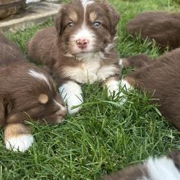 Australian Shepherd Puppies from Sadie Blue's Willamette Valley Aussies