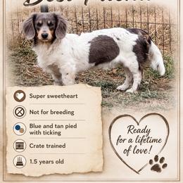 Boone Crockett Broz 2500 - Blue and tan male Dachshund puppy in San Angelo, Texas from Dachs on the Farm