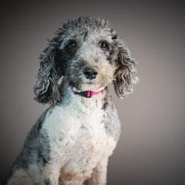Squirrel - Bernedoodle