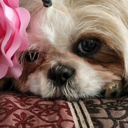 Bambi - Shih Tzu