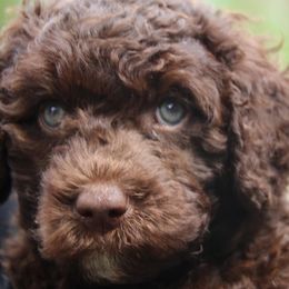 Portuguese Water Dog Puppies from Seawind Portuguese Water Dogs     (We have 2 females avaliable)