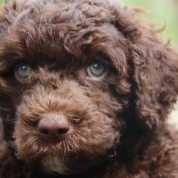 Portuguese Water Dog Puppies from Seawind Portuguese Water Dogs     (We have 2 females avaliable)