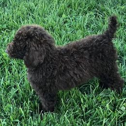 Poodle Puppies from Homegrown Standards